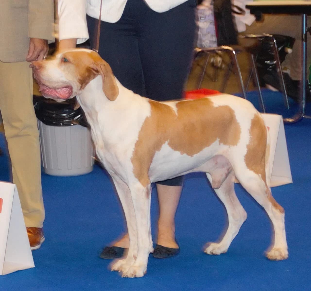 An orange and white Ari?ge Pointer in a posed show stance.