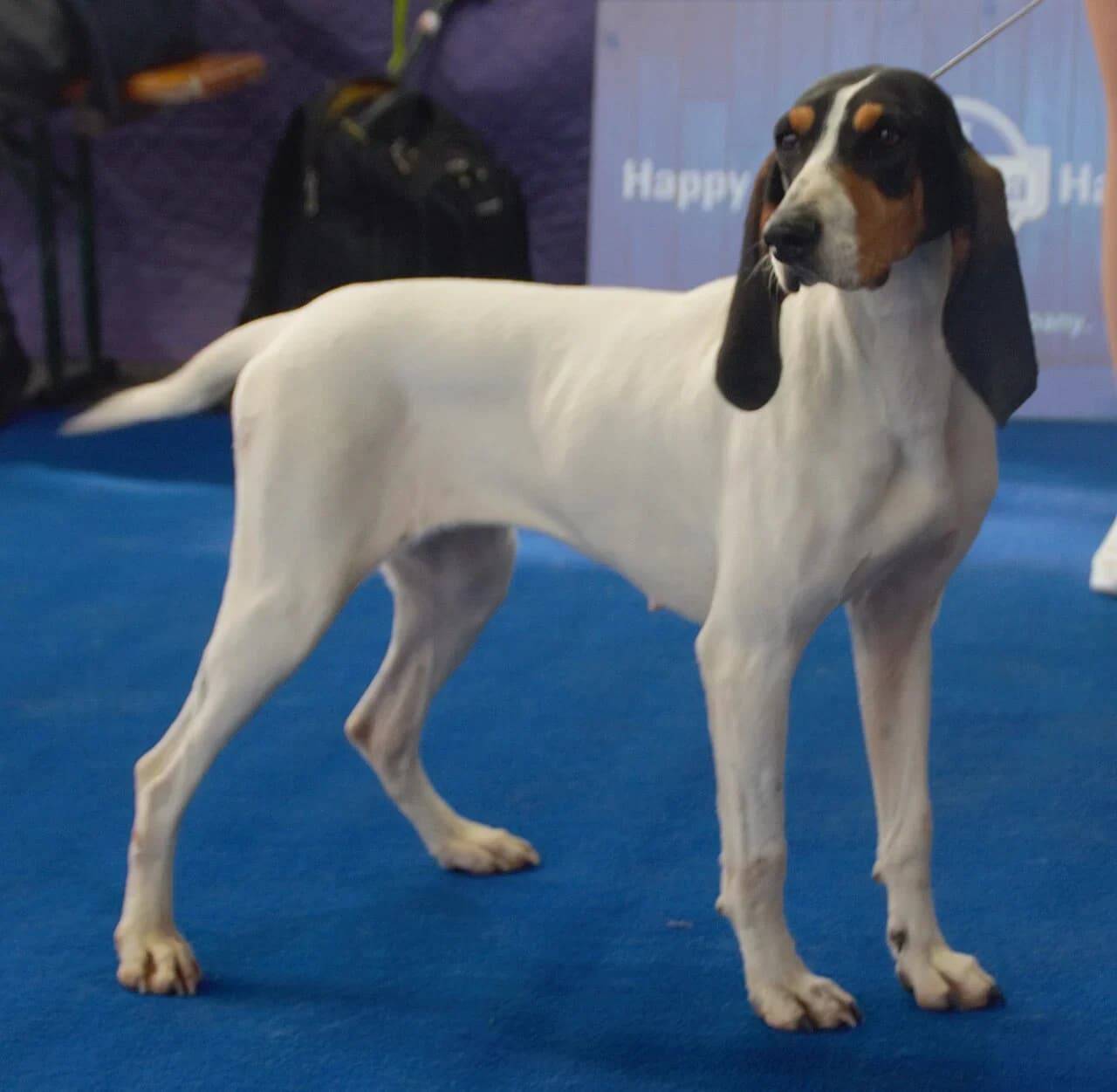 An Ari?geois hound standing at a dog show.
