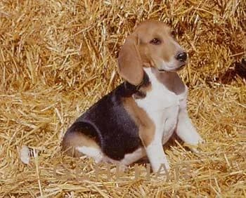 artois hound photographed with its breed characteristics clearly visible